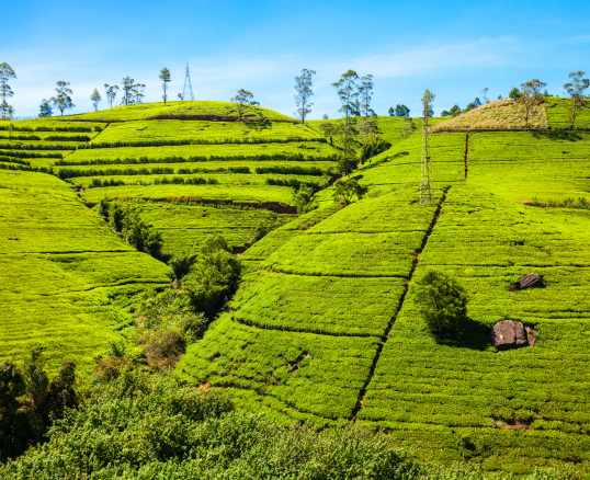 CS Lanka