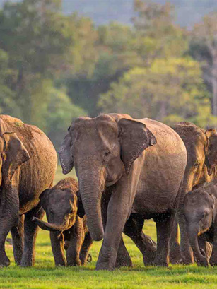CS Lanka Tours