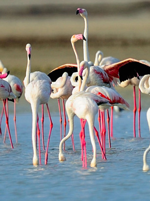 CS Lanka Tours